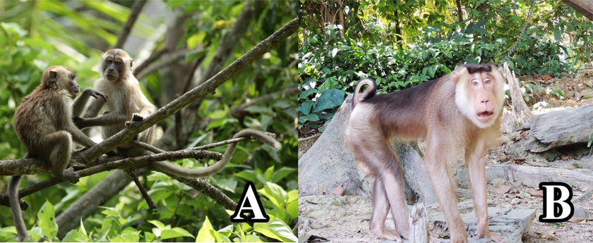 Gambar A menunjukkan kera dengan ekor yang panjang, manakala gambar B menunjukkan beruk dengan ekor yang pendek dan bersimpul -Foto Muhammad Abdul Latiff & Najmuddin M Faudzir