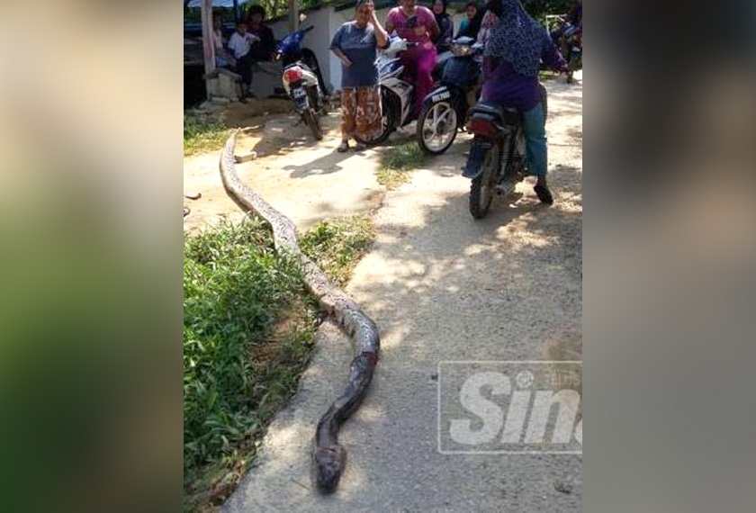 Ular inilah yang cuba menelan mangsa - Foto Sinar Harian