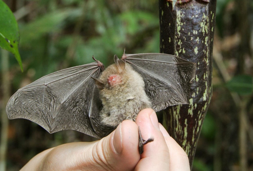 Interaksi mutualistik antara kelawar Kerivoula hardwickii yang dikeluarkan dari periuk kera Nepenthes rafflesiana. Foto - Holger F. Bohn/National Geographic