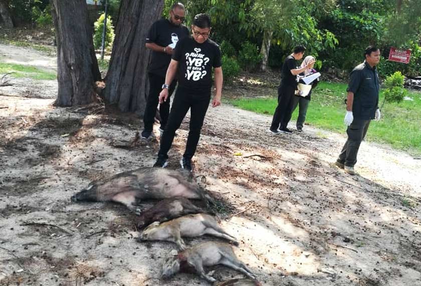 Antara bangkai babi hutan yang ditembak oleh pasukan penguatkuasa Jabatan Perhilitan Melaka. - Gambar Astro AWANI/ SHUHADA ABDUL KADIR