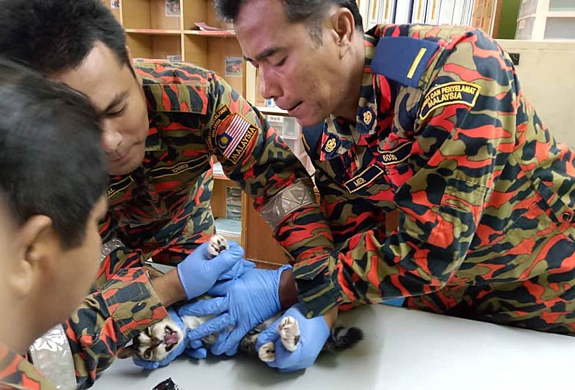 Anggota bomba menggunakan peralatan khas bagi mengeluarkan mata kail yang tersangkut di tapak kaki kucing. Foto JBPM Perak