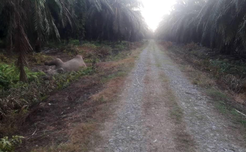 Girang dipercayai mati akibat keracunan. Gambar KEPKAS