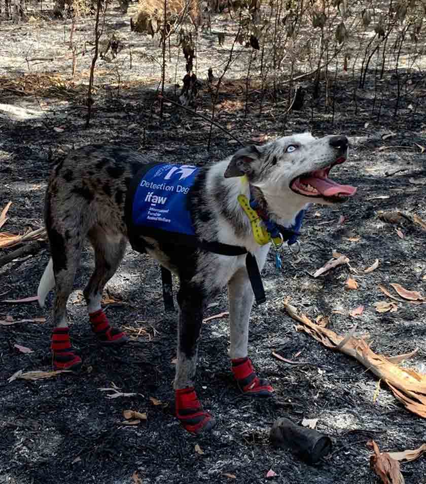 Bear yang menghidap Gangguan Obsesif Kompulsif (OCD) sebelum ini sering terlibat dalam operasi mencari haiwan yang sakit dan cedera. - Sumber foto: Facebook ifaw 