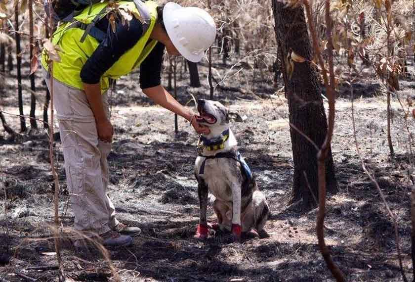 Bear sedang berjinak dengan seorang ahli Detector Dogs for Conservation. - Sumber foto: Facebook ifaw
