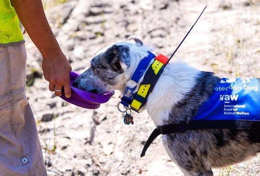 Bear sedang diberi minum ketika di dalam hutan di Timur Australia. - Sumber foto: Facebook ifaw