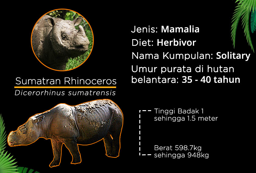 Badak Sumatera merupakan megaherbivor yang penting kepada beberapa spesis tumbuhan