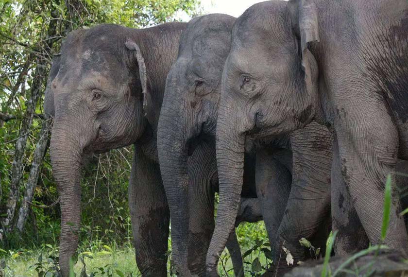 Gajah Pygmy Borneo juga dikenali dengan panggilan gajah kerdil Borneo.