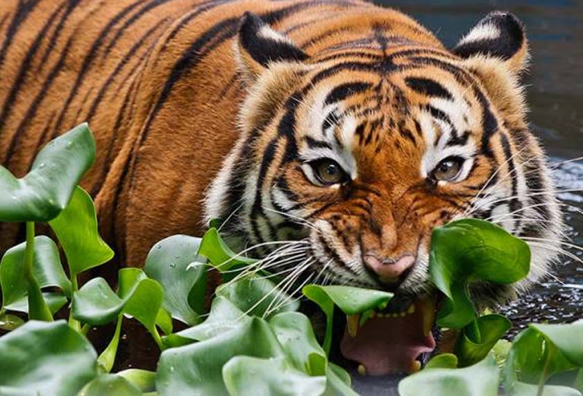 Secara purata Harimau Malaya bersaiz 2.4 meter panjang dan seberat 120 kilogram.