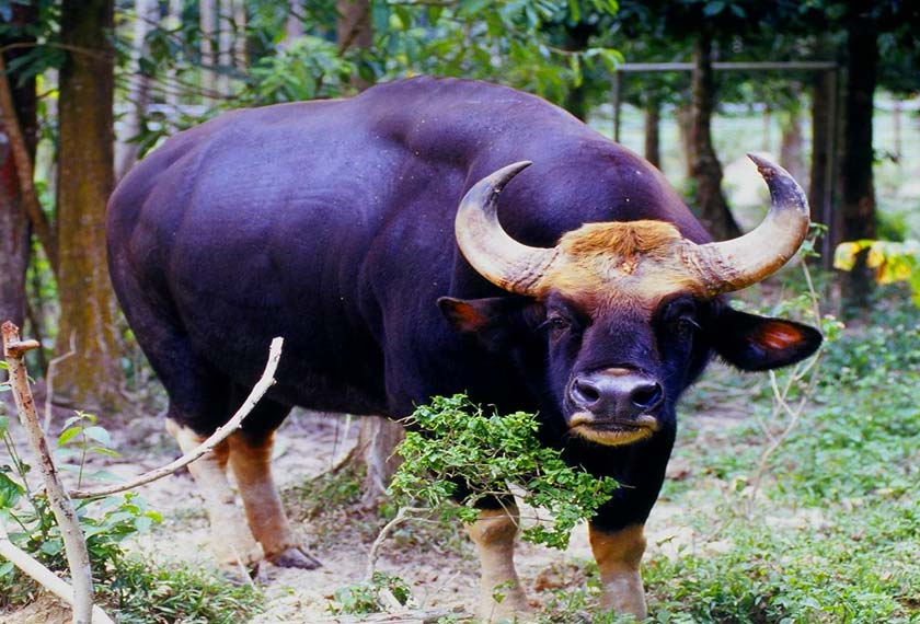 Seladang atau nama saintifiknya, bos gaurus merupakan mamalia darat kedua terbesar di Malaysia selepas gajah.