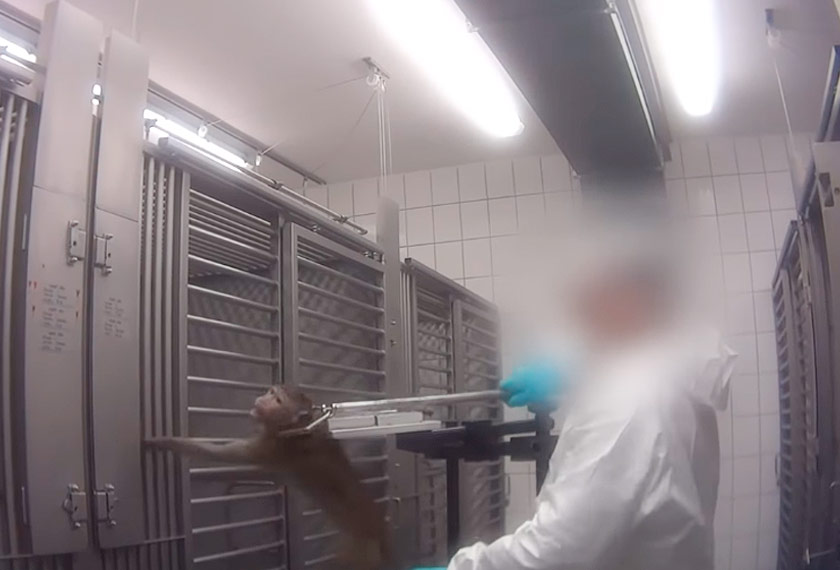 YouTube Cruelty Free International