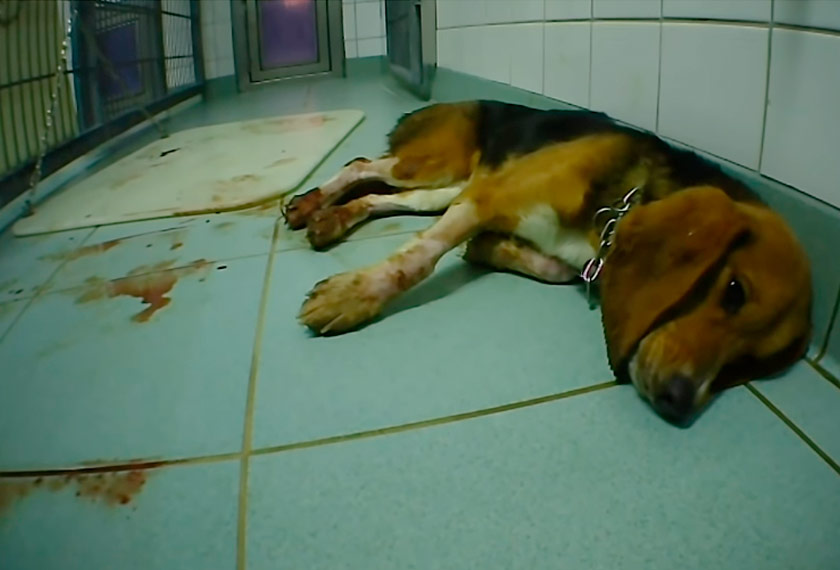 YouTube Cruelty Free International