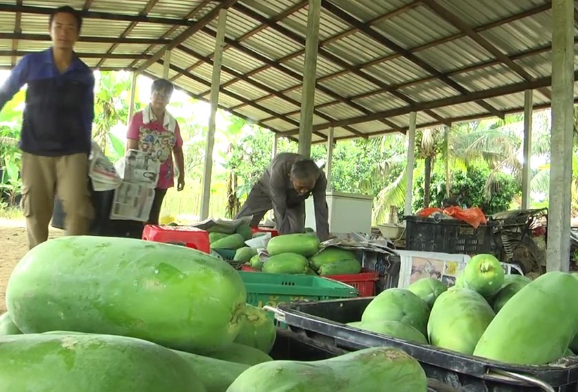Chin Pau Meng turut memasarkan buah betik sekaki ke Kuala Lumpur. Astro AWANI