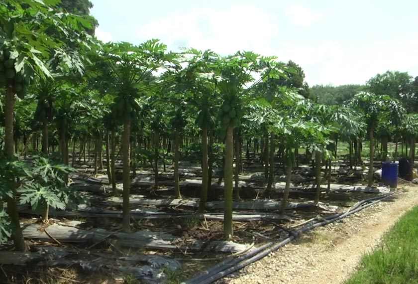 Chin Pau Meng mengusahakan lebih 500 pokok betik sekaki di atas tanah seluas 0.8 hektar sejak tahun lalu. Astro AWANI