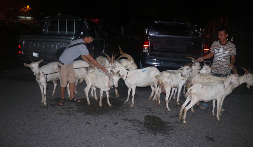 Dalam serbuan itu, polis berjaya merampas sebuah kenderaan jenis Hilux dan menemui semula 10 ekor kambing, kunci kereta, telefon bimbit dan wang tunai berjumlah RM700. - Foto PDRM
