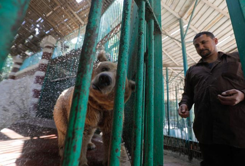 Petugas zoo tetap tekun menjalankan tugas mereka dengan memberi makanan dan menemani haiwan-haiwan tersebut melalui sangkar. Foto: Reuters