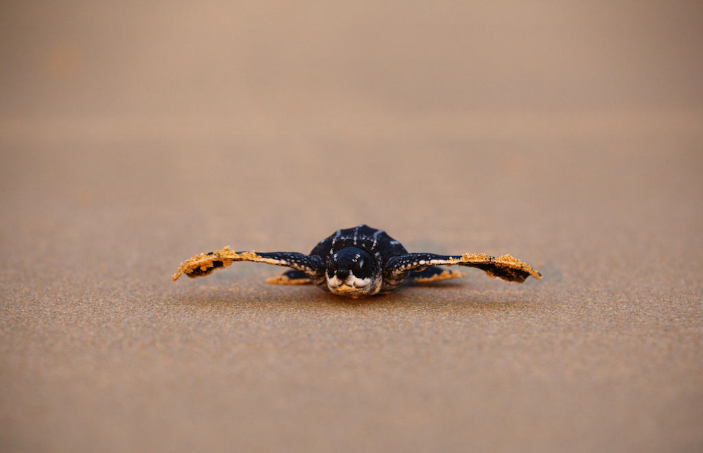 A newly-hatched baby leatherback sea turtle makes its way into a sea for the first time at a beach in Phanga Nga district, Thailand, March 28, 2020. Picture taken March 28, 2020. REUTERS/Mongkhonsawat Leungvorapant