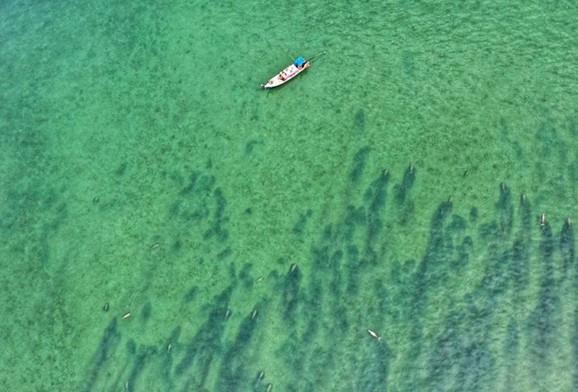 Berdasarkan data yang didedahkan, tahun lepas populasi dugong di Thailand adalah sekitar 250 ekor.