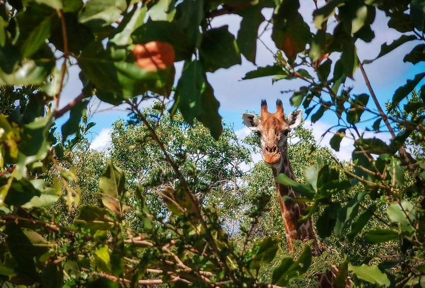 Di Afrika Selatan. Gambar dirakam menggunakan telefon pintar siri HUAWEI P40 Pro.