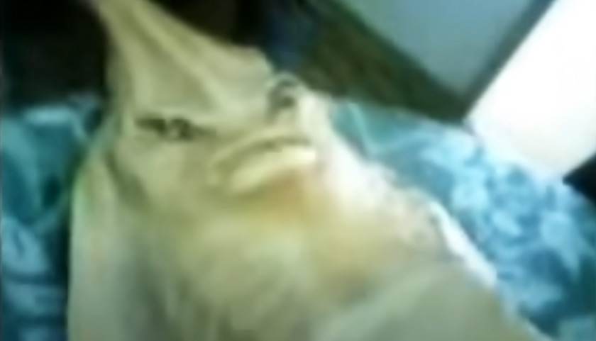 Dari video tersebut yang lazimnya dilatari bacaan ayat Al-Quran, jelas kelihatan bentuk mata, mulut dan seakan-akan tulang rusuk pada ikan berkenaan.