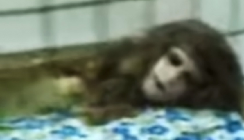 Fakta sebenarnya, ia hanyalah gimik lakonan dilakukan penghibur di Pakistan yang kini diteruskan legasinya menerusi Mumtaz Begum, penghibur yang menonjolkan gimik manusia berbadan haiwan.