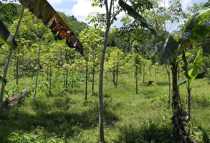 Sehingga kini dianggarkan sebanyak 33 kebun daun ketum di Kedah masih lagi aktif. -Astro AWANI/Fareez Azman