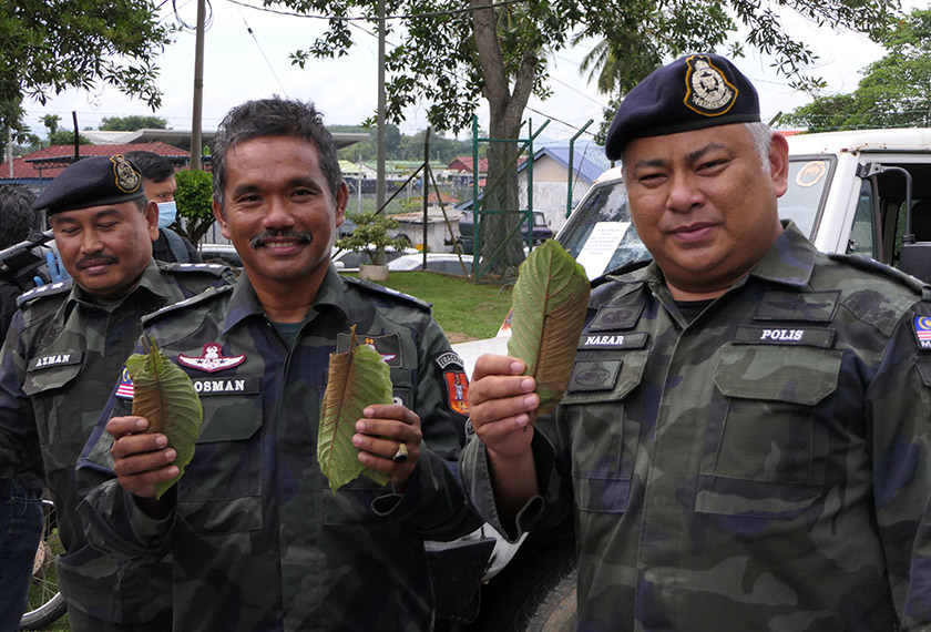 Timbalan Komander Batallion Tiga, Briged Utara, Pasukan Gerakan Am (Kanan) ACP Mohd Nasaruddin M Nasir menunjukkan daun ketum yang dirampas. -Astro AWANI/Fareez Azman