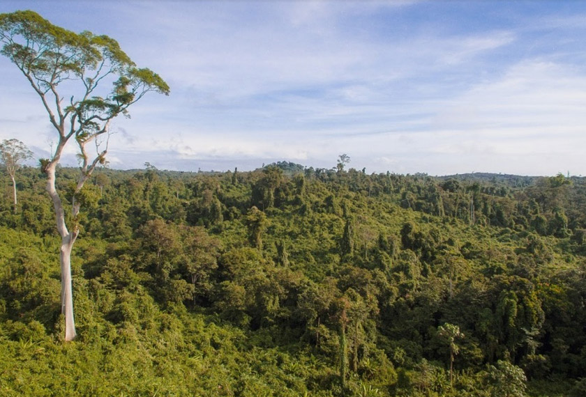 Foto: WWF Malaysia/Mazidi Abd Ghani