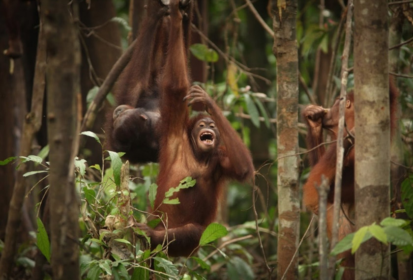 Foto: WWF Malaysia/Lee Shan Kee