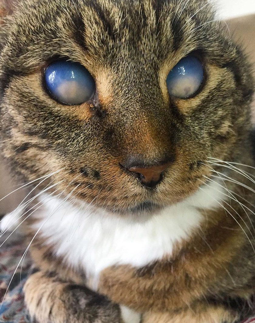 Meskipun punca penyakitnya tidak diketahui namun Soren tidak mengambil masa lama untuk ‘menghafal’ selok-belok rumah barunya bersama Roslyn, sebuah apartmen di Melbourne.