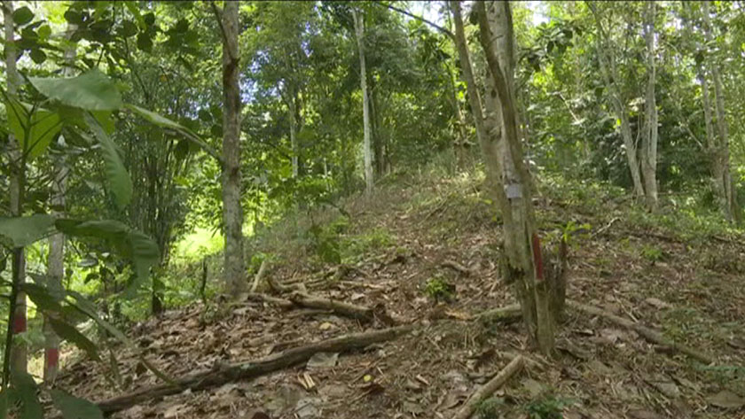 Ini merupakan tanah kebun yang diwarisi Jame daripada bapanya.