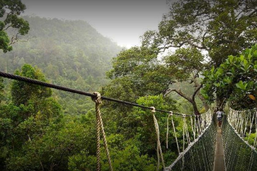 The canopy walkway is built 530 meters long and 40 meters above ground level and is one of the main attractions at Taman Negara National Park - tamannegara.asia