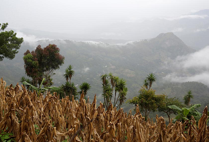 A corn field with dry plants is seen in La Palmilla, Guatemala October 8, 2020. Picture taken October 8, 2020. - REUTERS/Josue Decavele