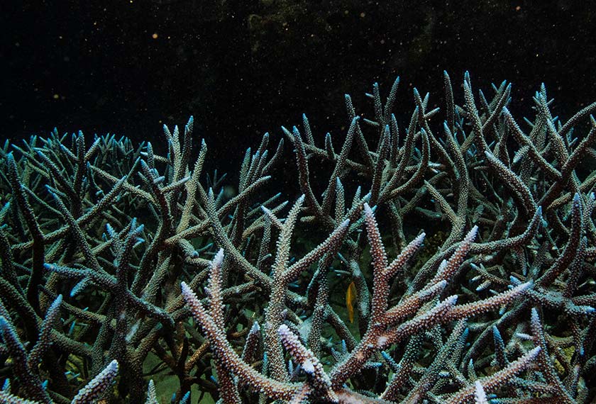 Branching staghorn coral grows on the Great Barrier Reef off the coast of Cairns, Australia October 25, 2019. REUTERS/Lucas Jackson