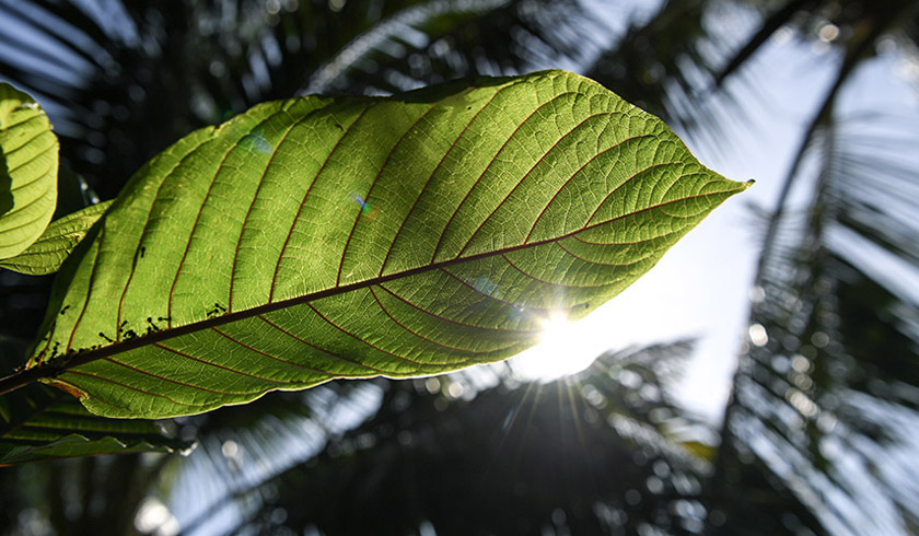 Ketum or its scientific name, Mitragyna speciose, is a plant in the coffee family historically used in herbal medicine. - foto BERNAMA