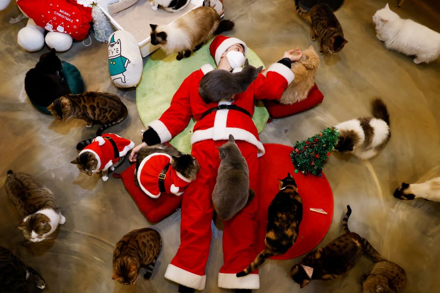 An employee dressed in a Santa Claus costume plays with cats at the Catgarden in Seoul, South Korea, December 14, 2020. Picture taken December 14, 2020. REUTERS/Kim Hong-Ji