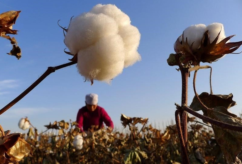 A farmer picks cotton from a field in Hami, Xinjiang Uygur, China. REUTERS file pic