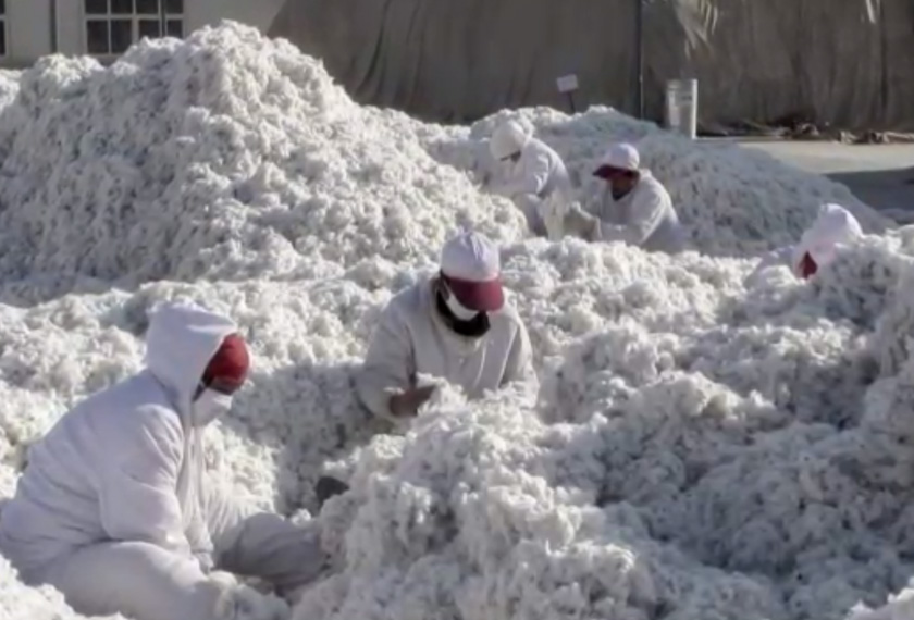 Adrian Zenz's report provides new evidence for coercion specifically related to cotton picking. REUTERSpic