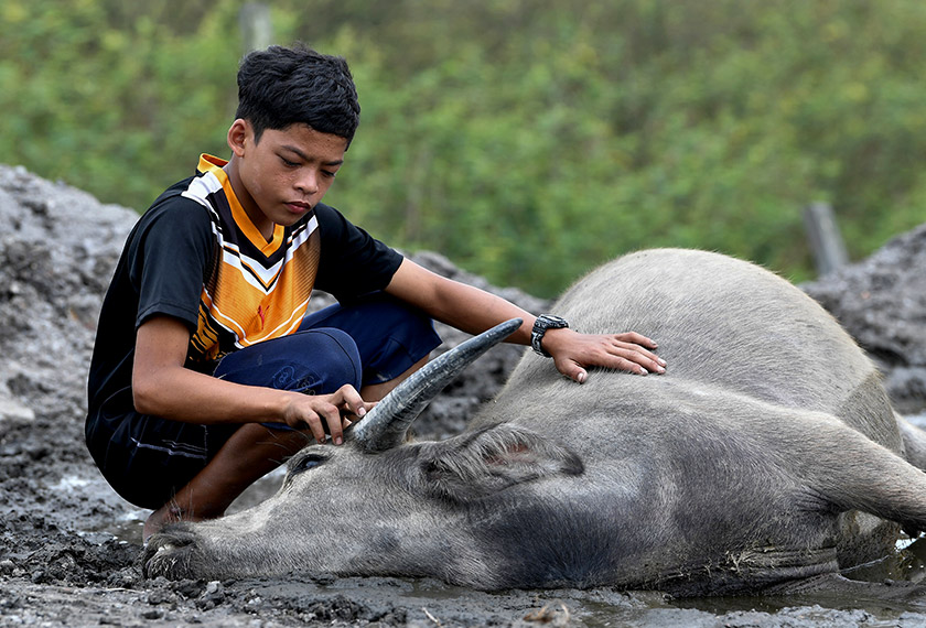 The world was shocked by the death of nearly half of the buffaloes, among which were Syukur’s favourites, Semek and Tongkol. - BERNAMA
