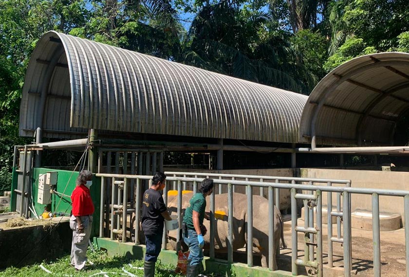 Ia pertama kali disapu pada badan haiwan itu. - Foto Astro AWANI