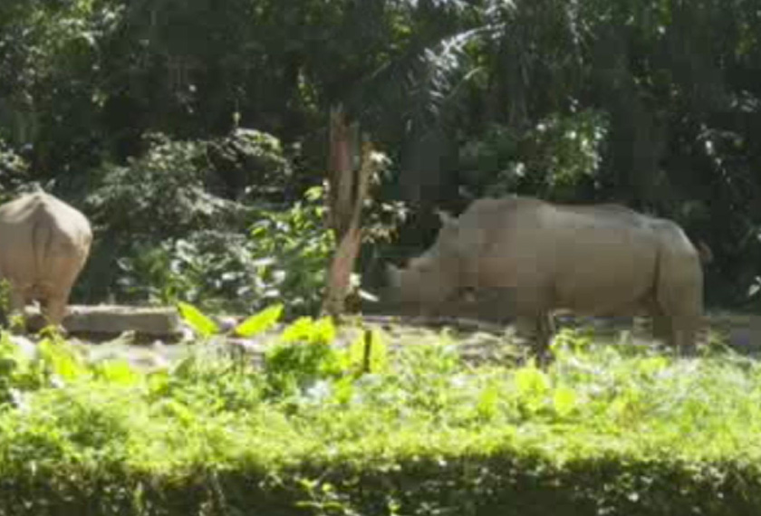Setakat ini, tiga ekor badak sumbu putih masing-masing dua betina dan satu jantan berada dalam jagaan Zoo Negara.  - Foto Astro AWANI