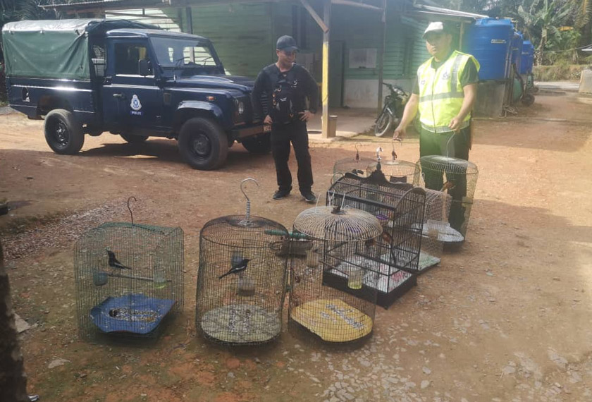 Suspek menjadikan rumah pekerja terbabit sebagai tempat penyimpanan dan memilihara burung murai tanpa permit sah. - Foto Astro AWANI