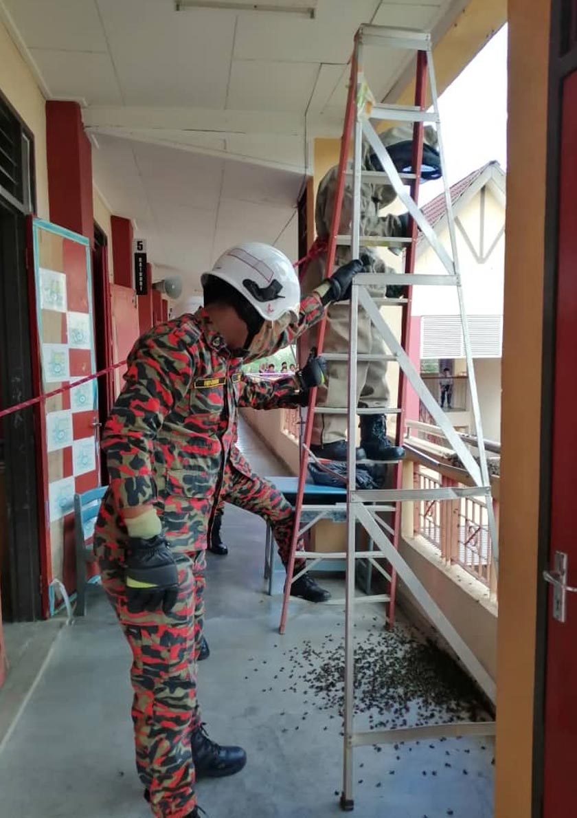 Anggota bomba dari Balai Bomba dan Penyelamat (BBP) Kuala Krai memusnahkan sarang tebuan di tingkat tiga bangunan Sekolah Kebangsaan (SK) Sungai Sok yang mengancam keselamatan murid. - JBPM