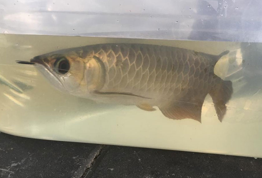 Antara ikan yang dirampas. - Astro AWANI