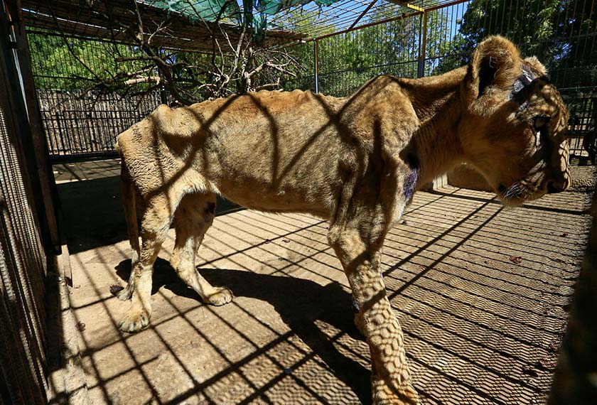 Terdahulu, beberapa keping foto yang menunjukkan beberapa ekor singa dalam keadaan terlalu kurus tular di media sosial sehingga mencetuskan kemaharan orang ramai.