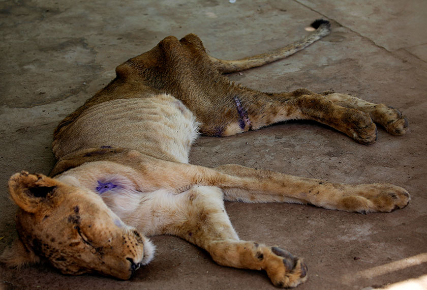 Terdahulu, beberapa keping foto yang menunjukkan beberapa ekor singa dalam keadaan terlalu kurus tular di media sosial sehingga mencetuskan kemaharan orang ramai.
