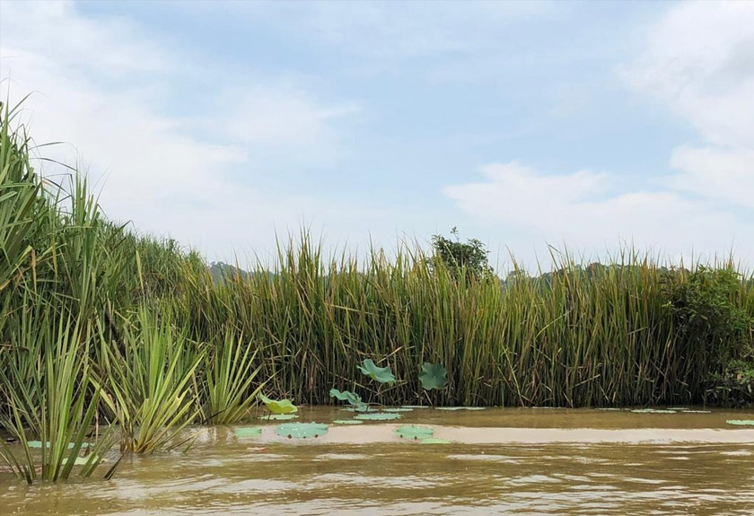 Pokok teratai yang dahulunya menjadi tarikan pelancongan semakin berkurangan di sekitar kawasan tasik Chini. Gambar: Astro Awani