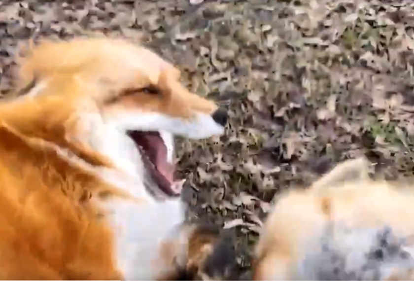 Tiga ekor rubah dalam video itu dinamakan Finnegan, Dixie dan Vixie. Ternyata warganet sangat menyukai video tersebut kerana ia sudah ditonton lebih sembilan juta kali.