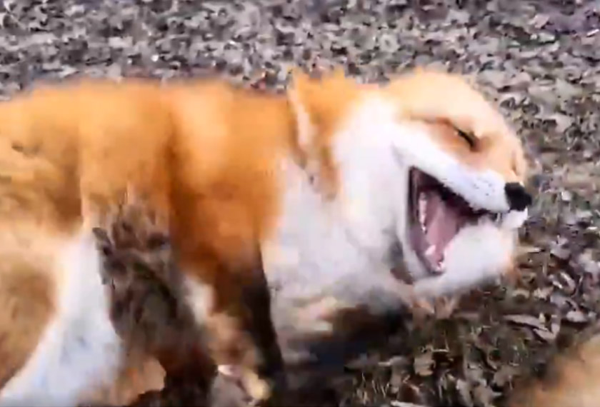 Dalam video sepanjang 52 saat itu, kelihatan sekumpulan rubah digeletek oleh seseorang dan menariknya, haiwan itu mengeluarkan suara seakan-akan ketawa yang comel bunyinya.