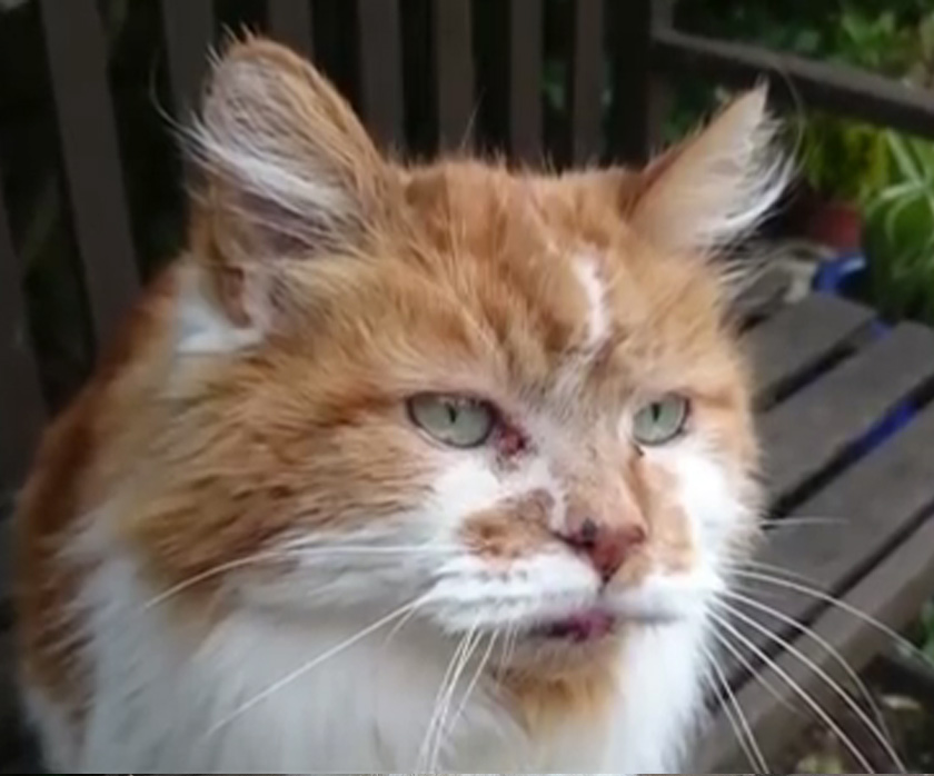 Rubble mengalahkan rekod Scooter, seekor kucing Siam yang hidup sehingga 30 tahun (150 tahun manusia) sebelum mati pada 2016.