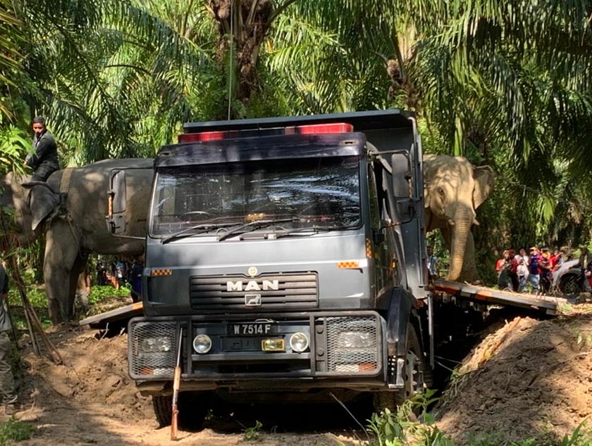 Saiz gajah jantan itu yang dianggarkan seberat 1.5 tan selain menyukarkan proses untuk mengangkat binatang itu ke atas lori. - Foto PERHILITAN Perak